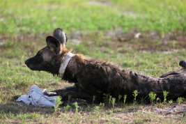 wild Dogs and Hyena's